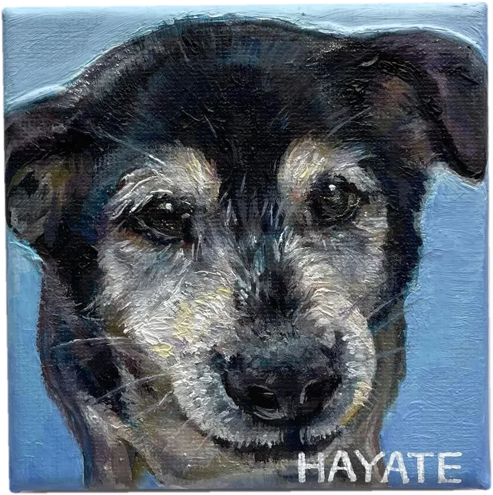 ハヤテ 老犬(Hayate)/油彩・キャンバス